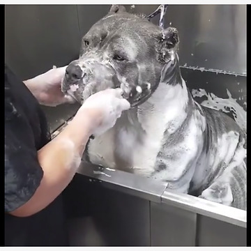 Check Out This Big Bulldog Enjoying His Bath Time