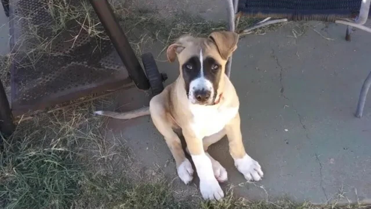 Merry Christmas Thank you to all who took in Lola's puppies 2022 #CodeBreakerRealTalk