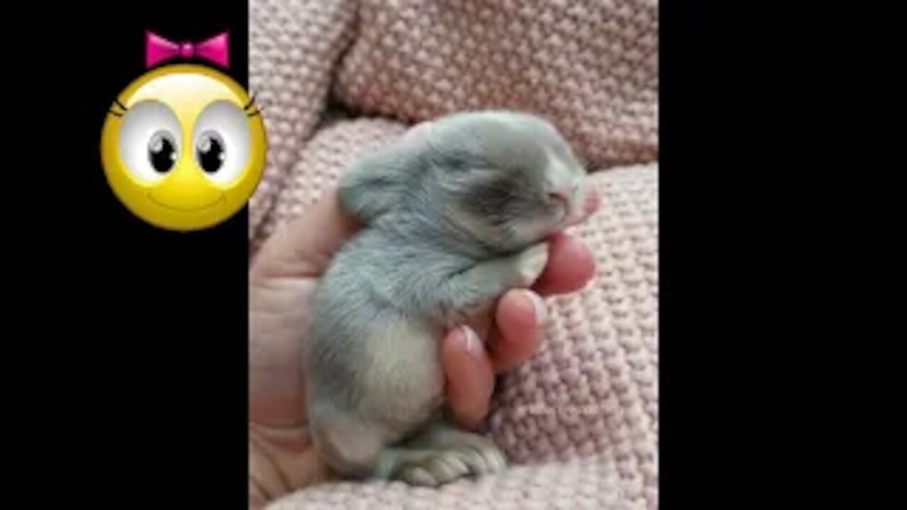 cute vedio compilation - cute and funny animals