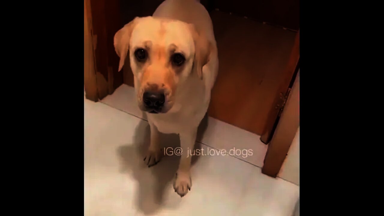 This dog 🐕 understand the work of owner just by instruction | #Shorts #Animals #Pet