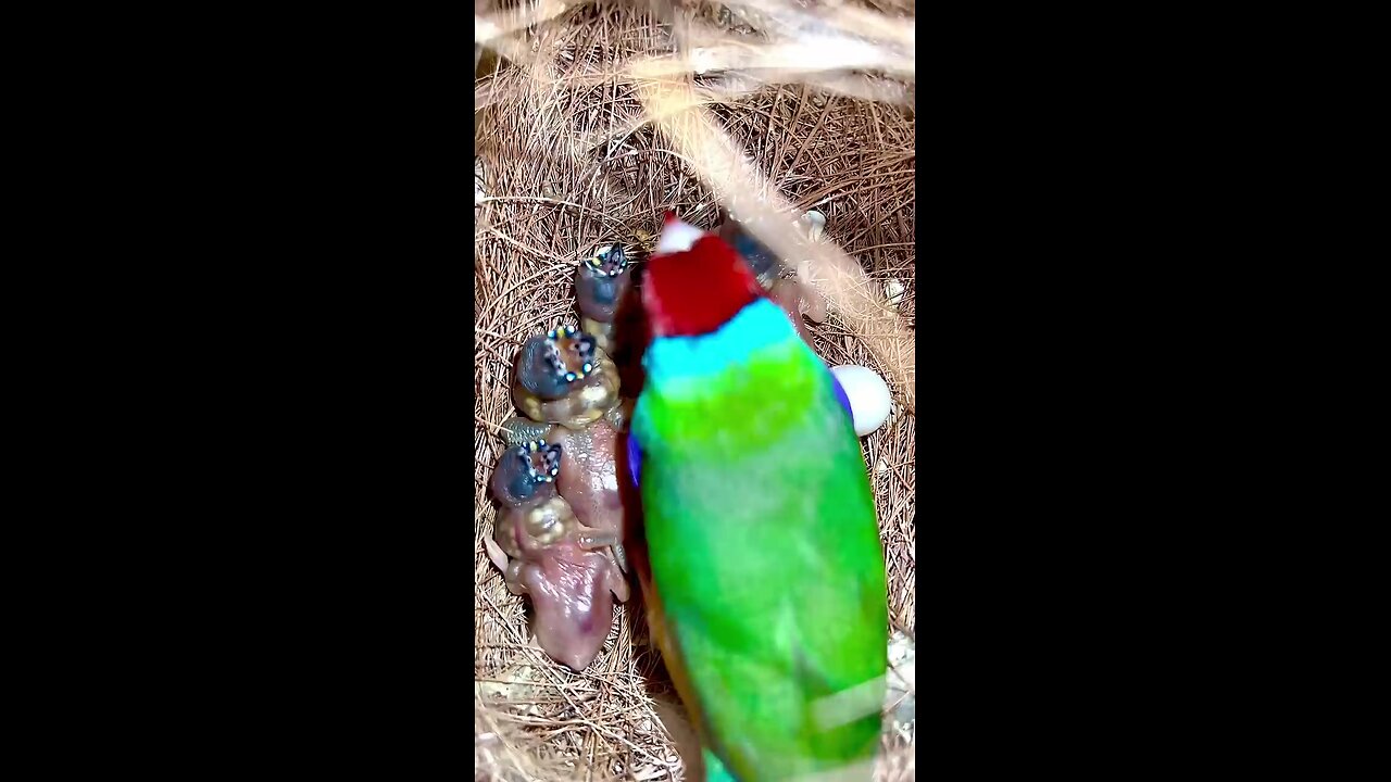 red head gouldian protect her tinny baby birds