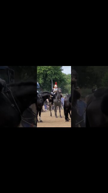 Queens Horse 🐎 Guard looses it spins around #horseguardsparade