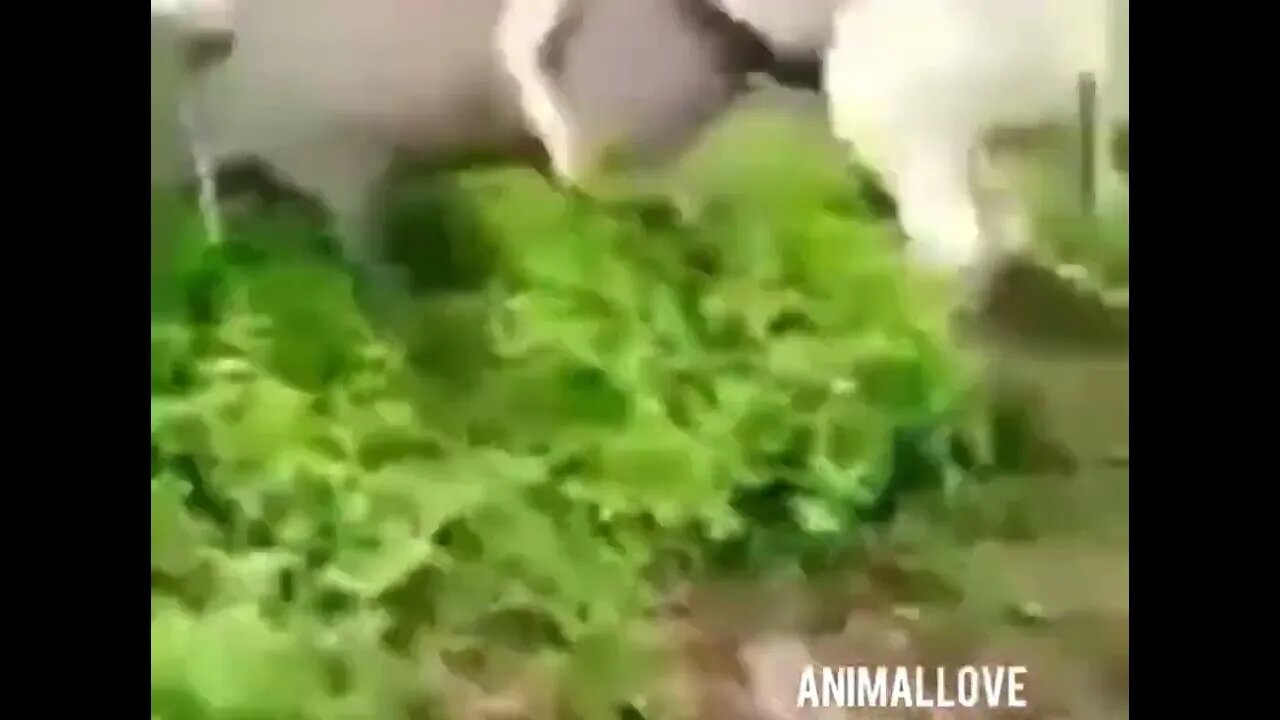 donkey mate a pig and a pig feels a pain