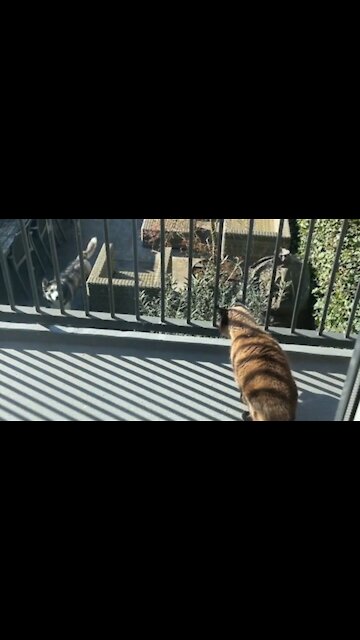 Stubborn husky defeats a cat in a staring game