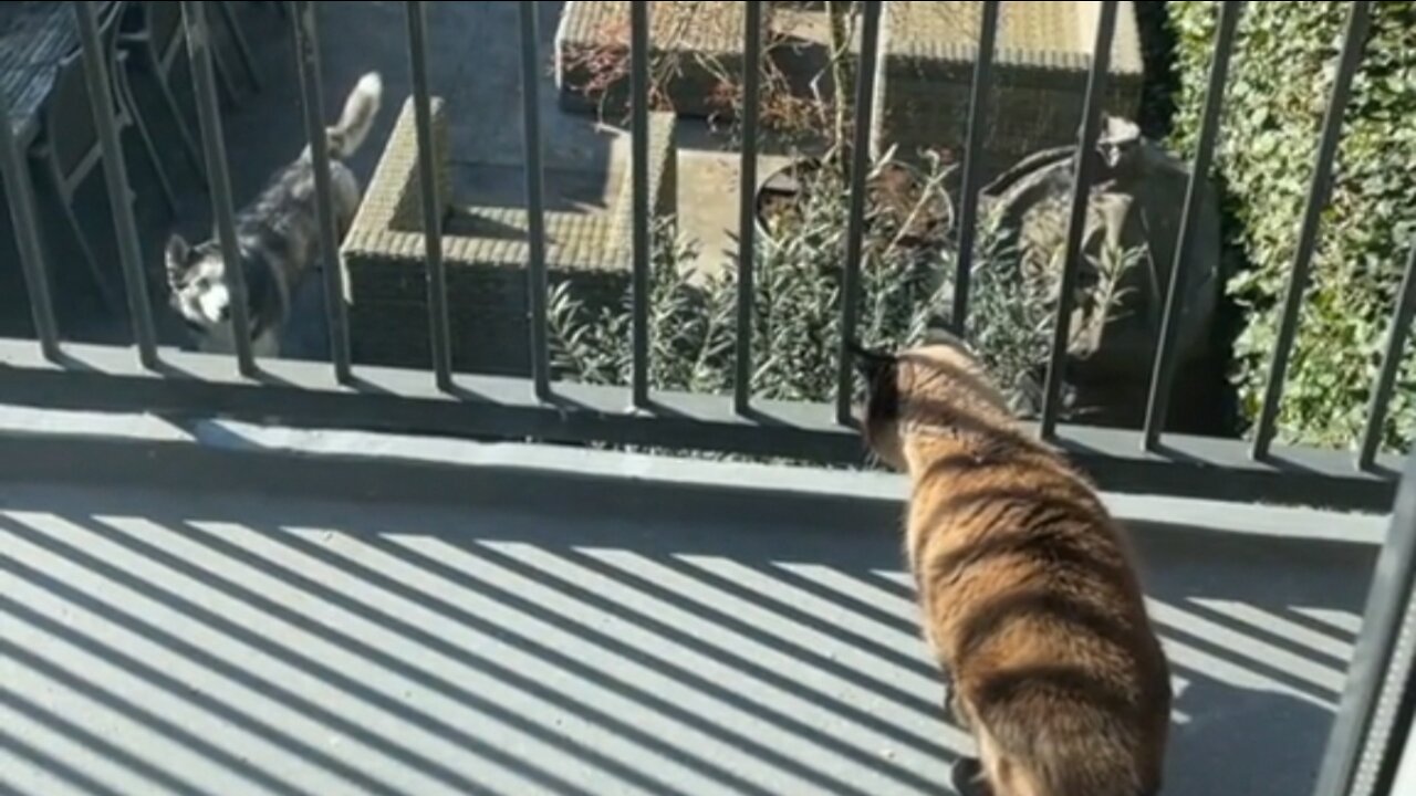 Stubborn husky defeats a cat in a staring game