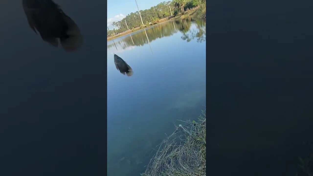 Almost small enough to use for bait