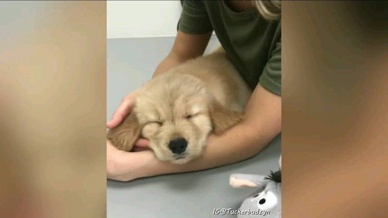 Tucker the Golden Retriever
