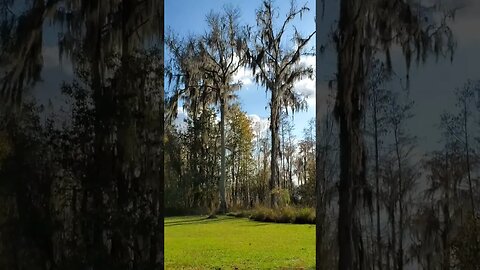 Cypress trees and clouds #shorts