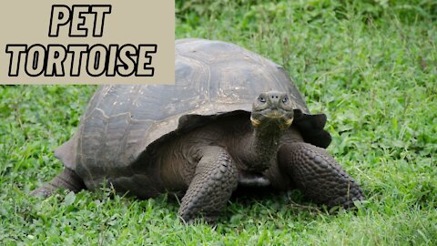 Pet Tortoise Video | Pet Turtle