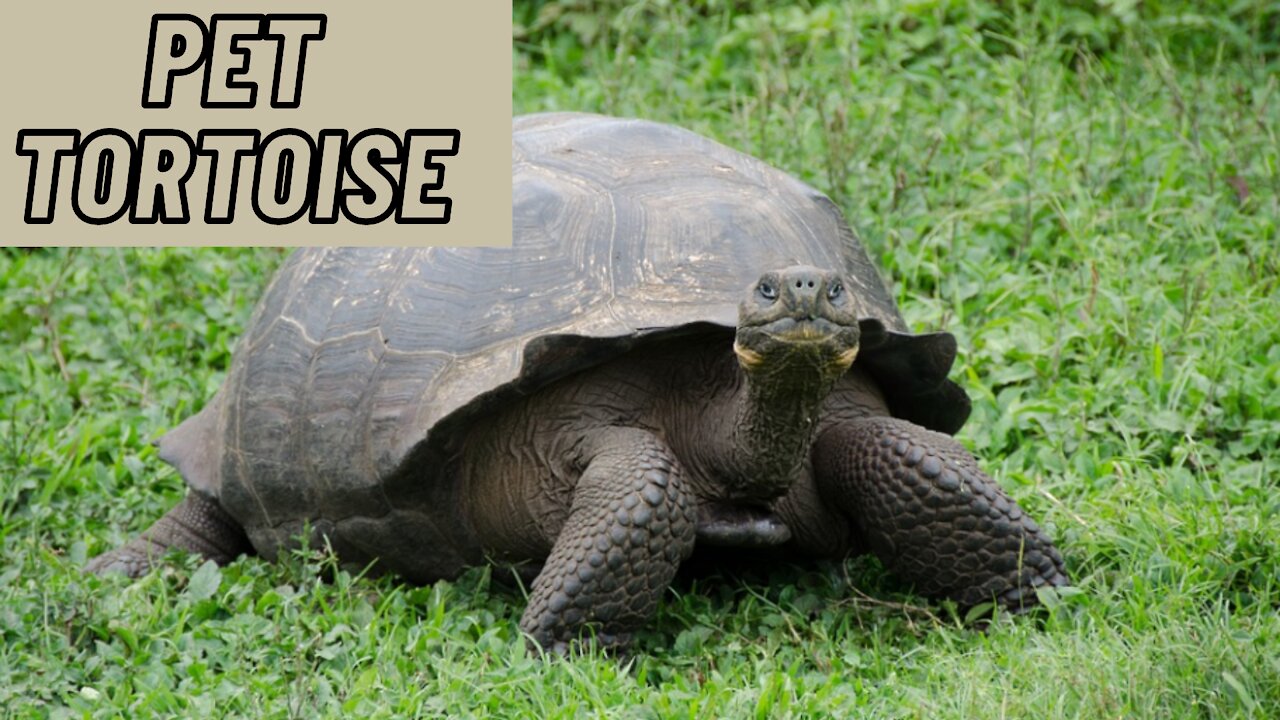 Pet Tortoise Video | Pet Turtle