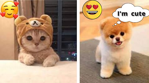 😍 Cute is Not Enough - Cutest Dogs and Cats In The World Complication💗