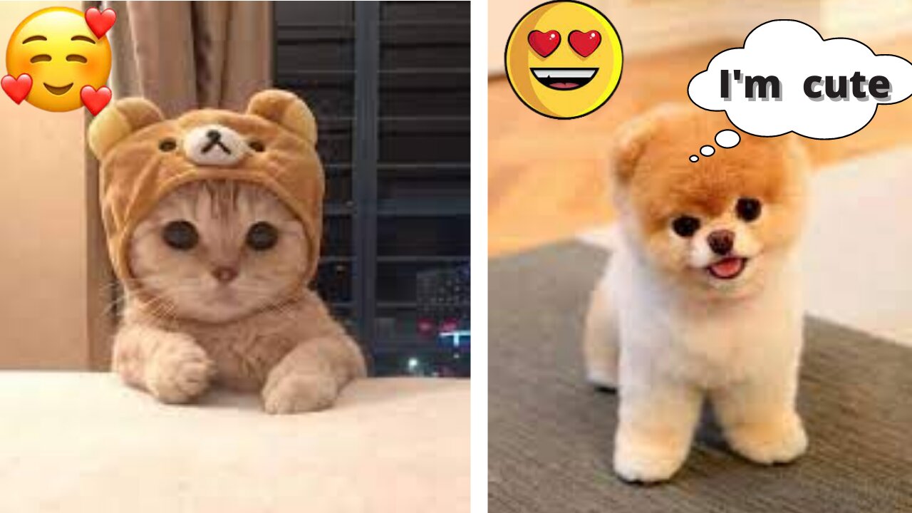 😍 Cute is Not Enough - Cutest Dogs and Cats In The World Complication💗