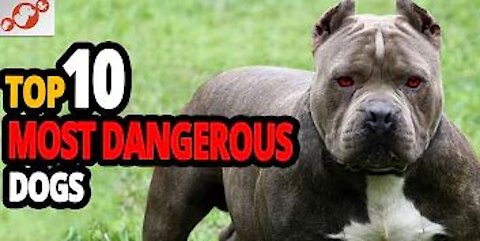 TOP 10 Most Dangerous Dog Breeds