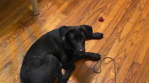 Midnight Enjoying a Strawberry 🍓