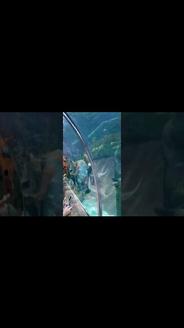 You Can't Do An Aquarium Visit w/out an Underwater Tunnel. Wife Made Friends With a Stingray.