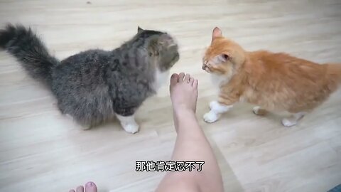 Different parts of the cat sweet you mean different things