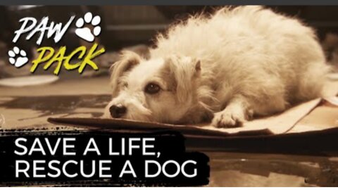 Rescue a dog and save a life