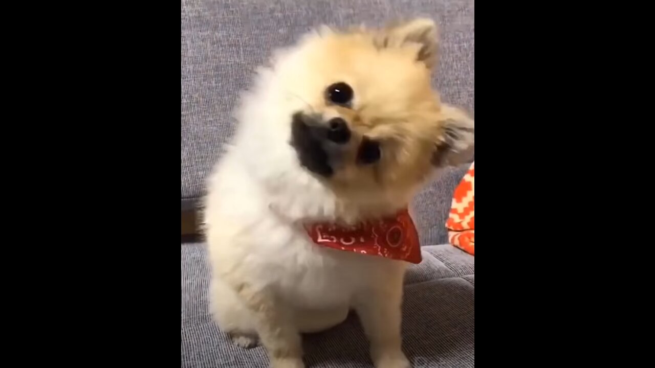Funny Video23