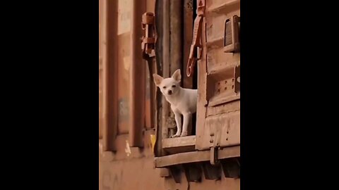 The heart touching video touching true love👌💞 trending video