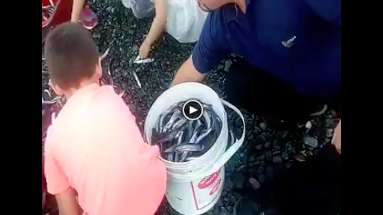 A little girl catching a lot of fish at the seashore