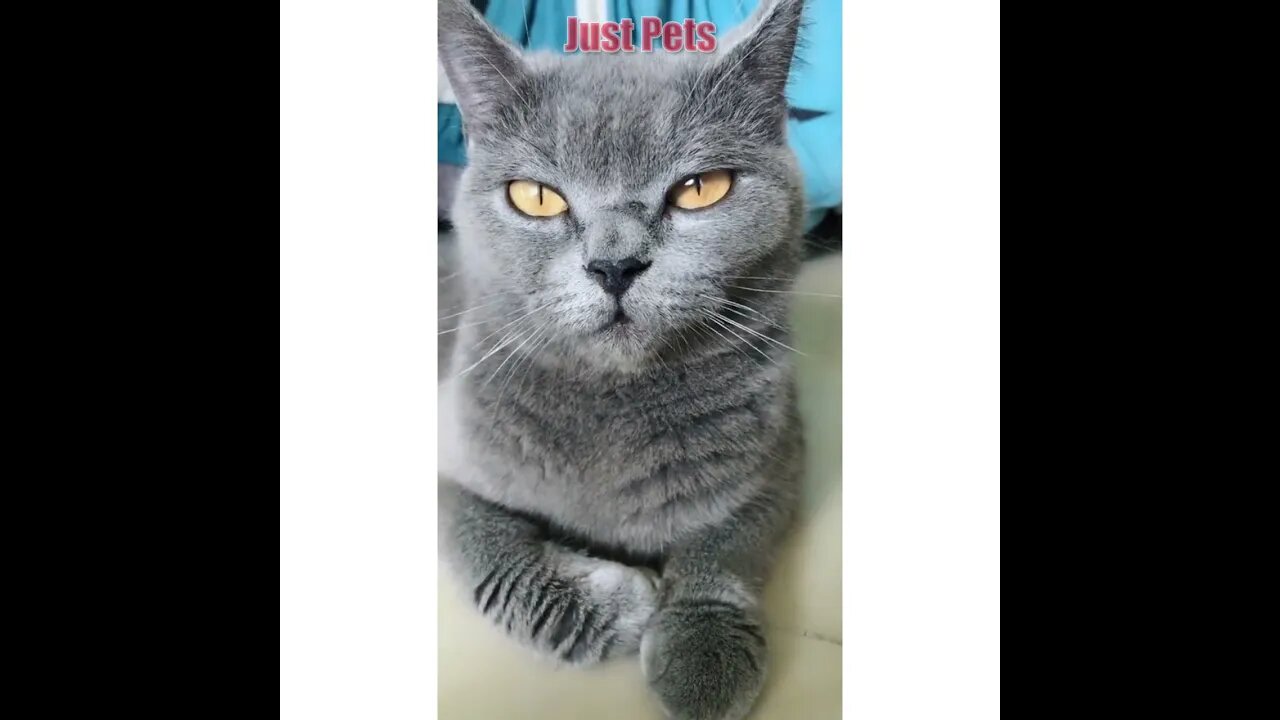 Grey Cat ?! 😹The Cutest cat of Tiktok #viral #shorts