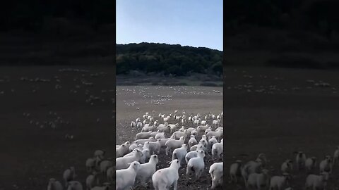 funny #trending #video #viral #funny #youtube #foryou #youtubeshorts #shorts #short #shortvideo