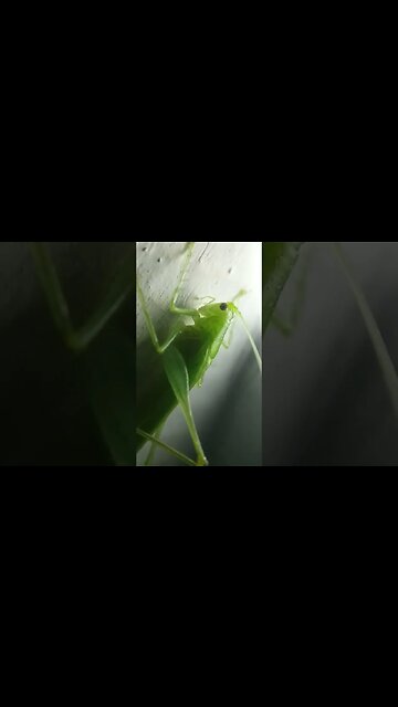 Lucky Green Cricket at Apexel Microscope Lens for Smartphone