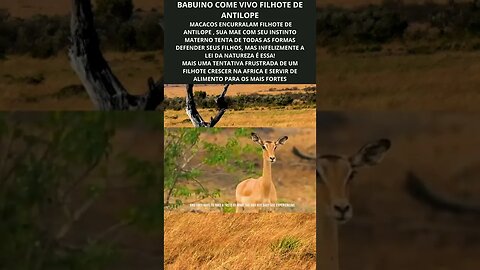 Grupo de macacos cerca antilope com seu filho e o devora vivo