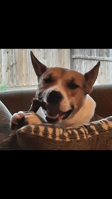 Tucker Carlson Makes A Switcheroo 🐕