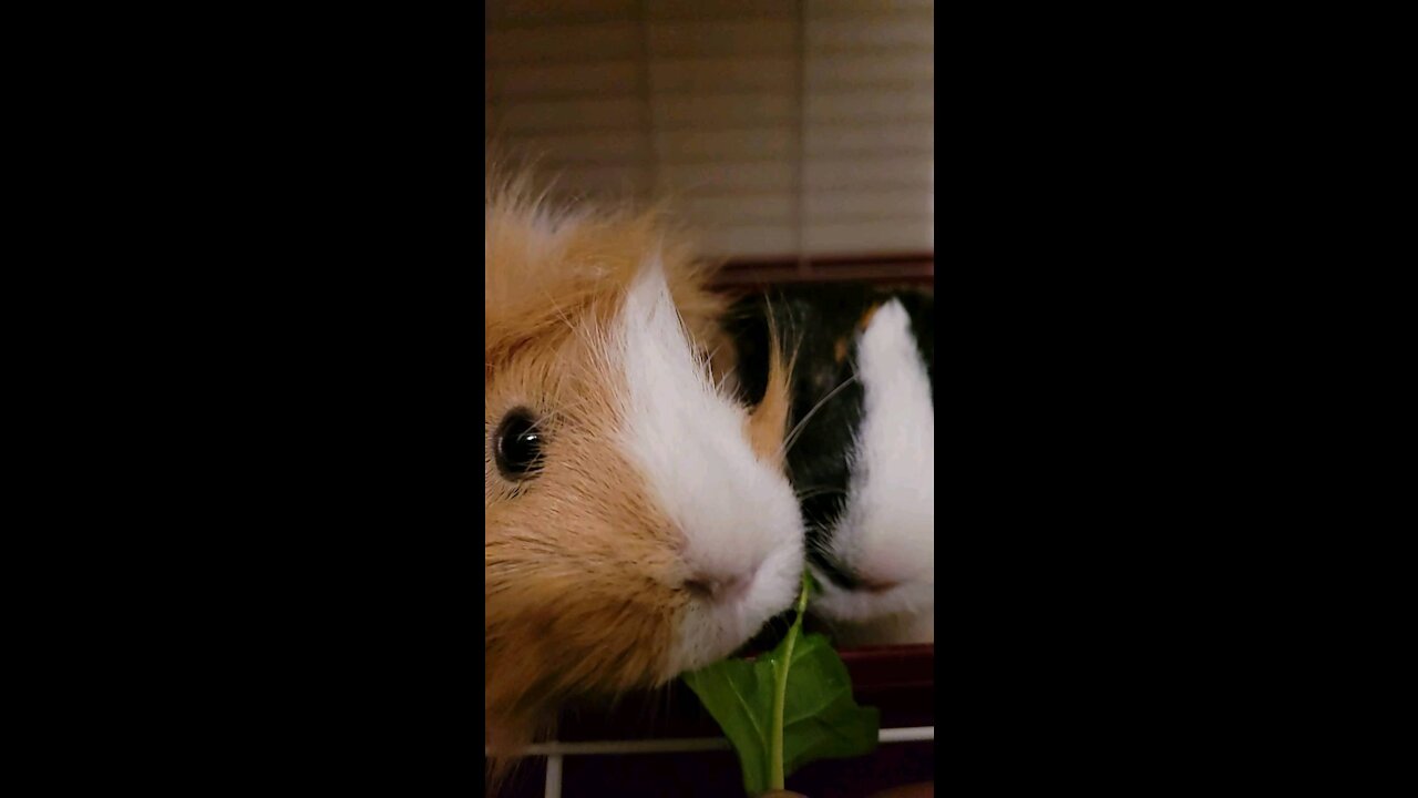 Spinach Lovers Part 1