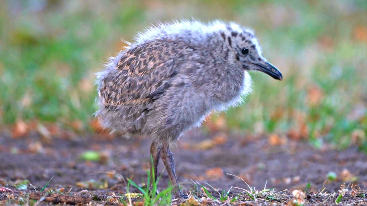 Li'l Baby Feather Ball European Herring Gull Speedster