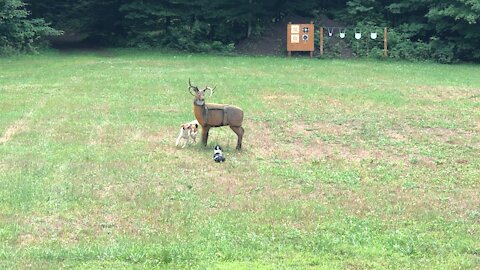 Creek vs a fake deer