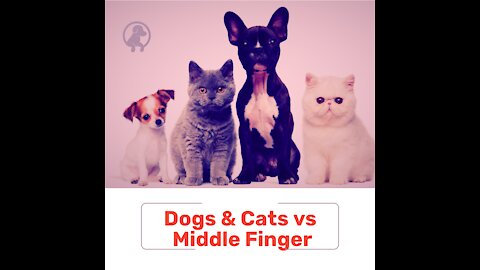Dogs & Cats vs Middle Finger. And yours how do you react?