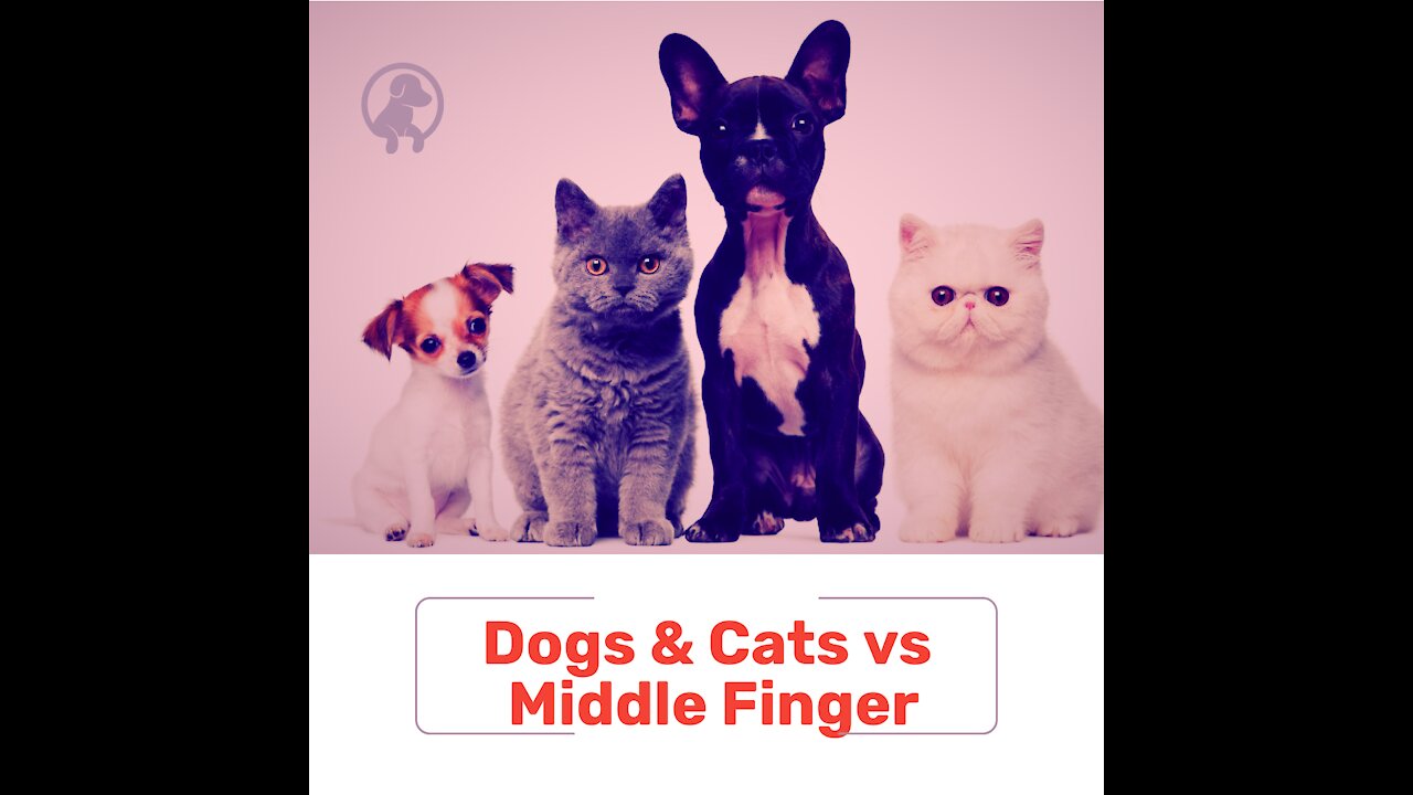 Dogs & Cats vs Middle Finger. And yours how do you react?