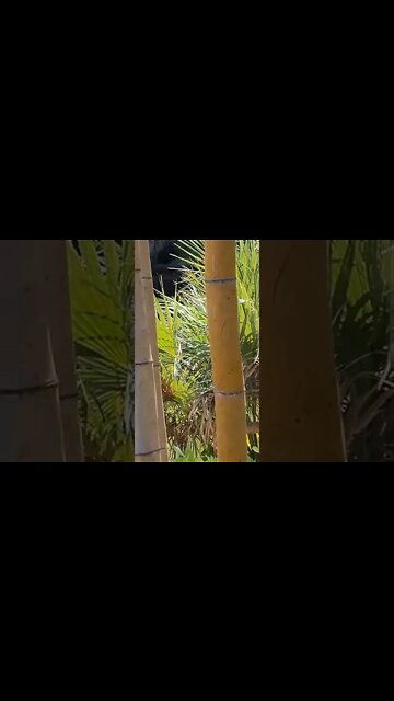 Riverbanks Zoo in Columbia South Carolina