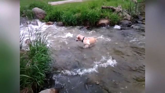 Dog Has The Best Fishing Trip Ever