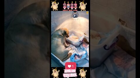 #19_😂🐶😂 #Baby #Dogs - #Cute and #Funny #Dogs #Video 😂🐶😂 (#2022)
