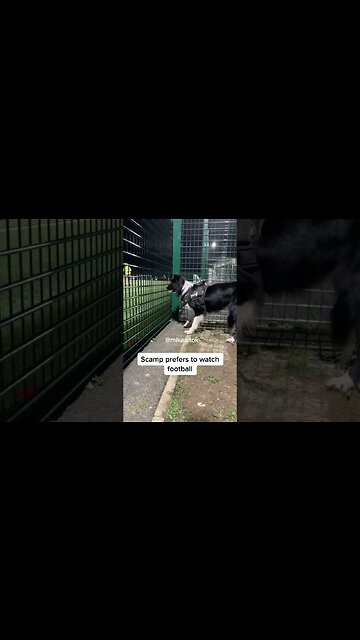 Dog loves watching football ⚽️ 😍 #dog #football