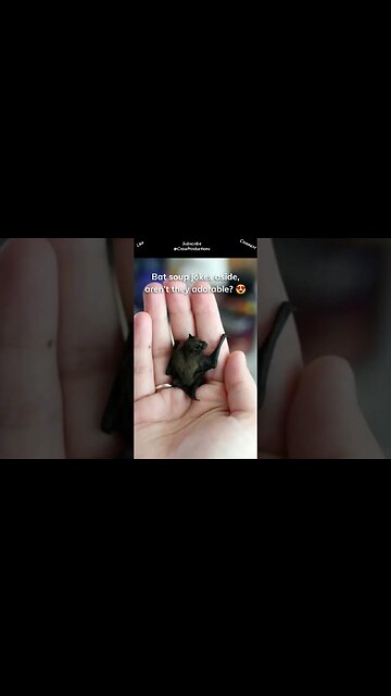 These bats in Thailand are the world’s tiniest mammals.