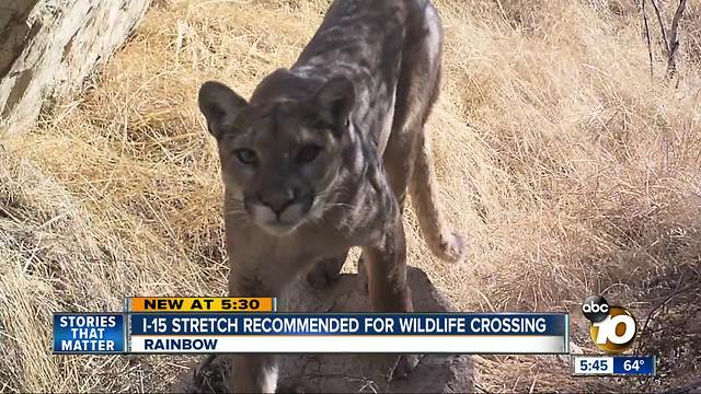 Mountain lion crossing recommended for I-15