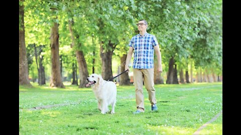 How to teach any dog to walk nicely on the leash