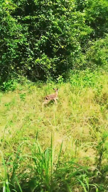 Little Fawn Looking for Momma