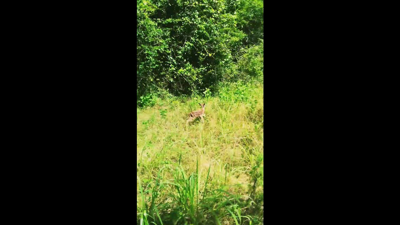 Little Fawn Looking for Momma