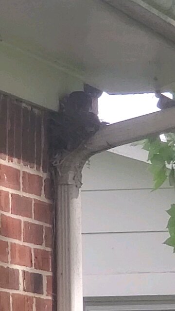 Eggs Finally Hatched