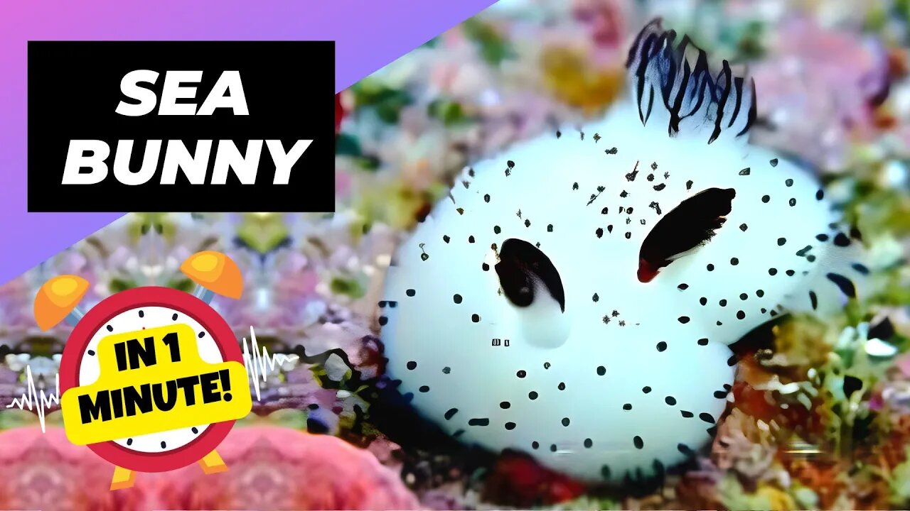 Sea Bunny - In 1 Minute! 🌊 The Most Adorable Ocean Creature! | 1 Minute Animals