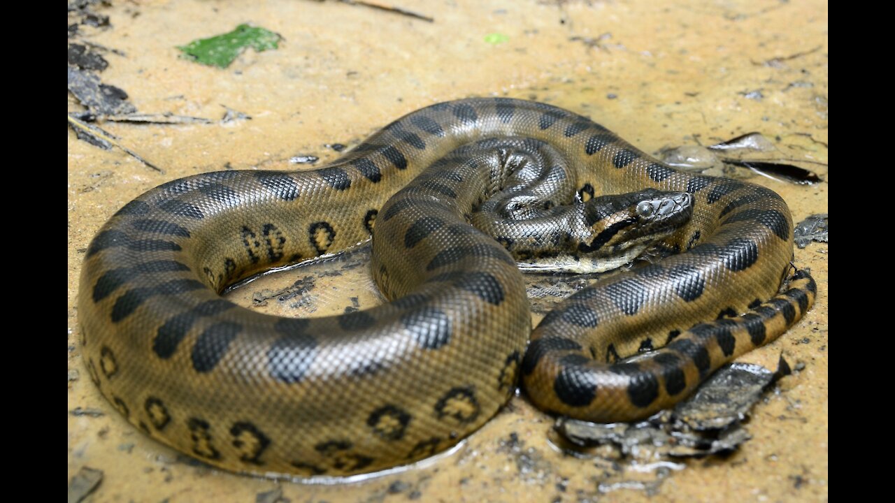 the anaconda embrace more than 30 meters catching calf at the farm