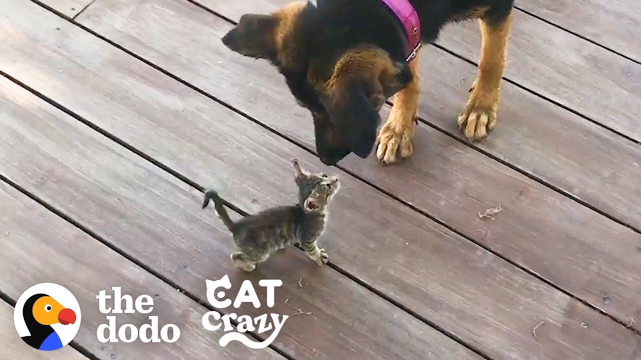 Stray Kitten Picks A Dog As Her Mom | Cat Crazy