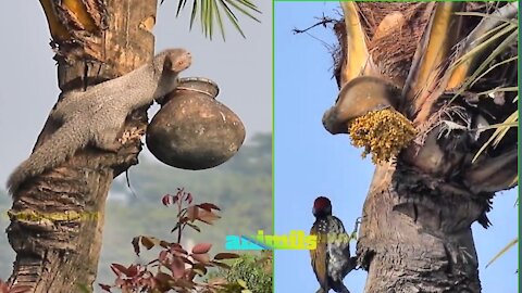 cat and bird thift,but this animals very beautiful,natural Bangladesh