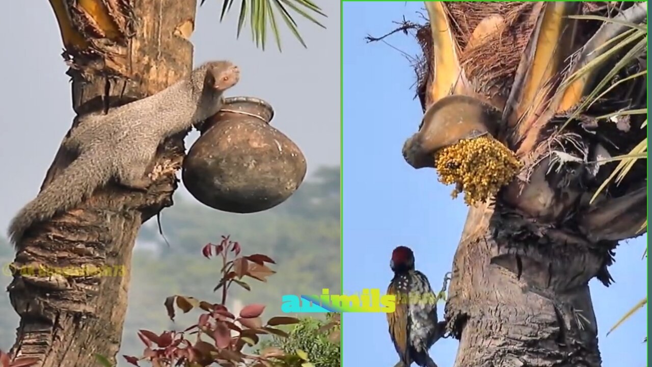 cat and bird thift,but this animals very beautiful,natural Bangladesh