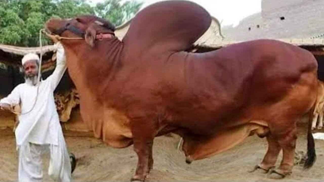 Pakistan Biggest Bulls